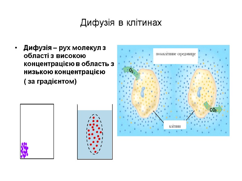 Дифузія в клітинах Дифузія – рух молекул з області з високою концентрацією в область